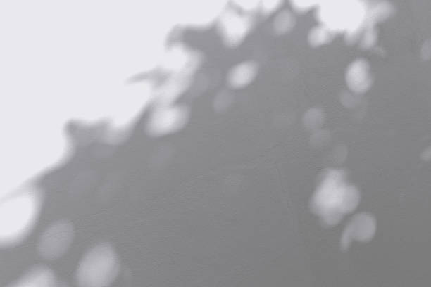 istock light and shadow of leaf on the wall 873794078