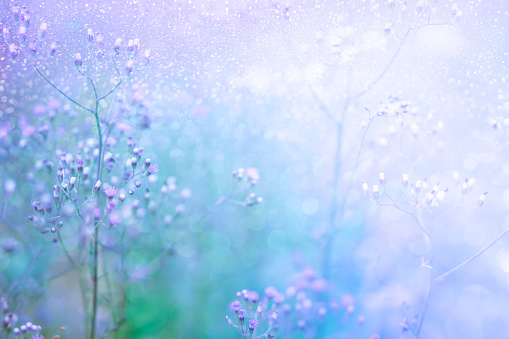 grass flower field in spring background with sunlight in purple pastel tone, sweet background with glitter light and bokeh effect with copy space
