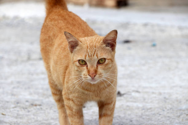 istock Striped orange cat walking on the concrete ground. 873794870