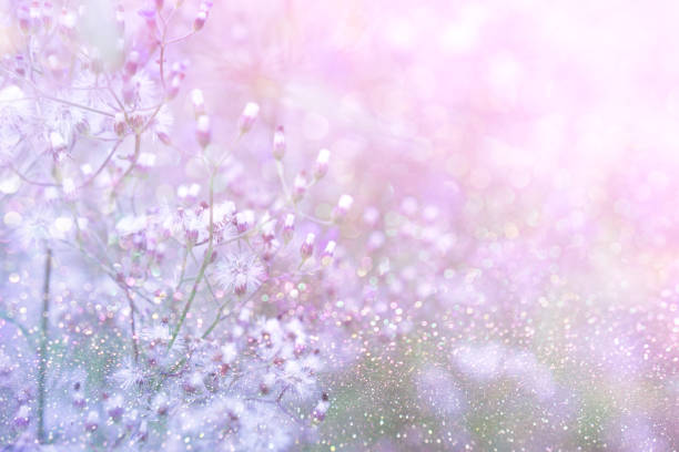 istock grass flower field in spring background with sunlight in purple pastel tone 873795122