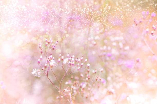 istock grass flower field in spring background with sunlight in purple pastel tone 873795126