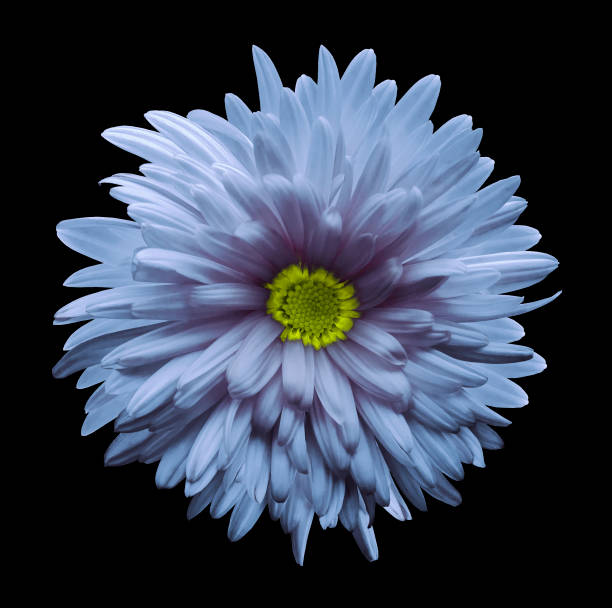 istock Light blue aster flower isolated on black  background with clipping path.  Closeup no shadows.  Nature. 873795436