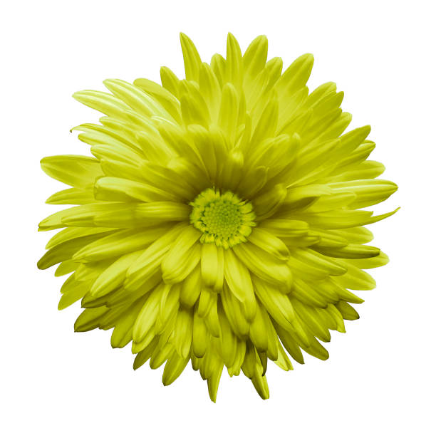istock Light yellow aster flower isolated on white background with clipping path.  Closeup no shadows.  Nature. 873795464