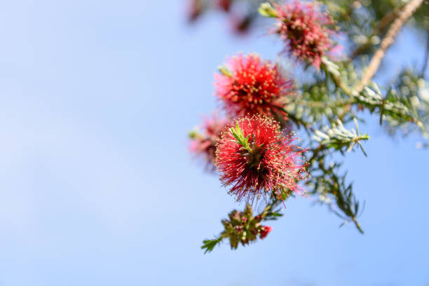 istock Nature: Wild red flowers against blue sky background. 873798134