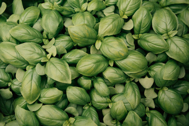 istock Background of fresh basil leaves. 873798186