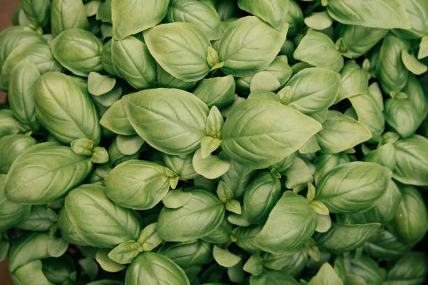istock Background of fresh basil leaves. 873798194