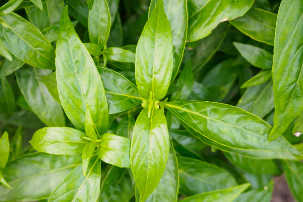 istock fresh Thai herbal medicine plant leaves Andrographis paniculata 873798354