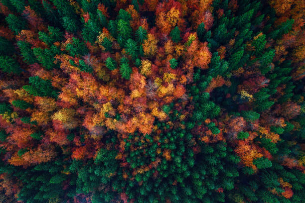 istock Aerial view over autumn forest, natural landscape 873798544