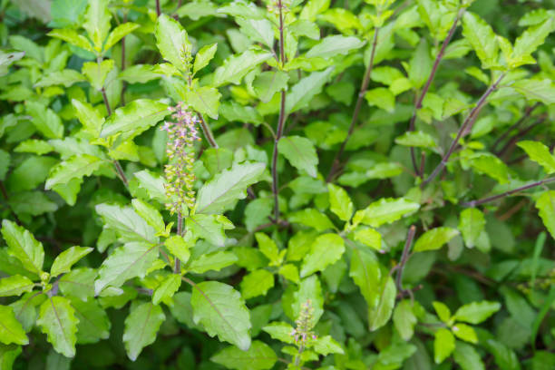 istock Holy basil or Sacred basil in organic garden 873798694