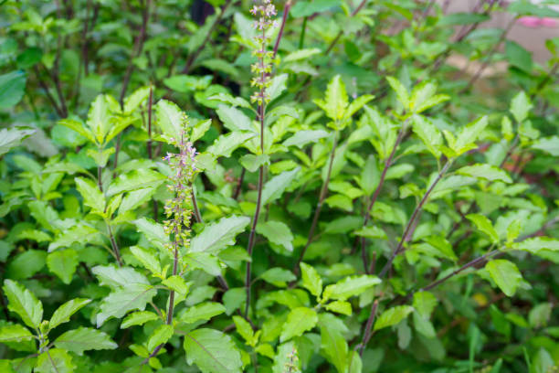 istock Holy basil or Sacred basil in organic garden 873798698