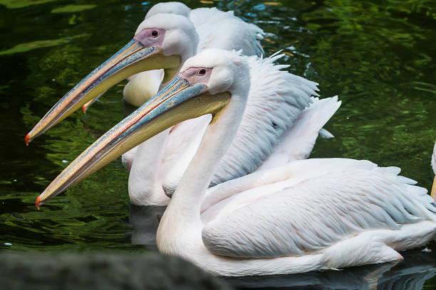 três branco pelicanos - gannet - fotografias e filmes do acervo