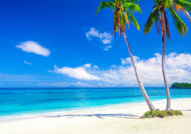istock tropical beach with coconut palm 873802660
