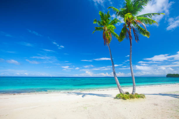 istock tropical beach with coconut palm 873802710