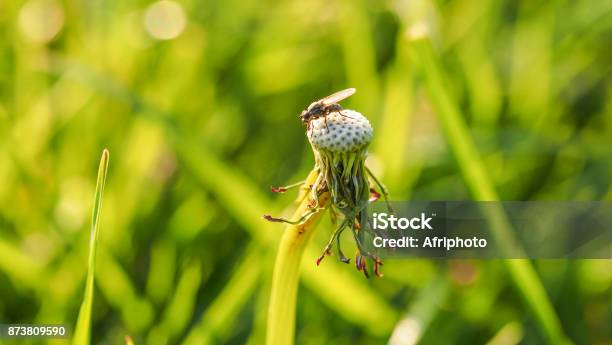 Fly Resting On A Dried Dandelion Flower In The Garden Green Background Stock Photo - Download Image Now
