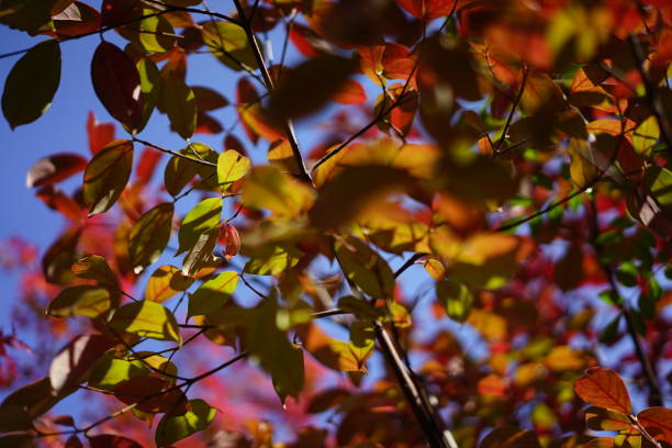 istock Color leaves in Japan 873810458