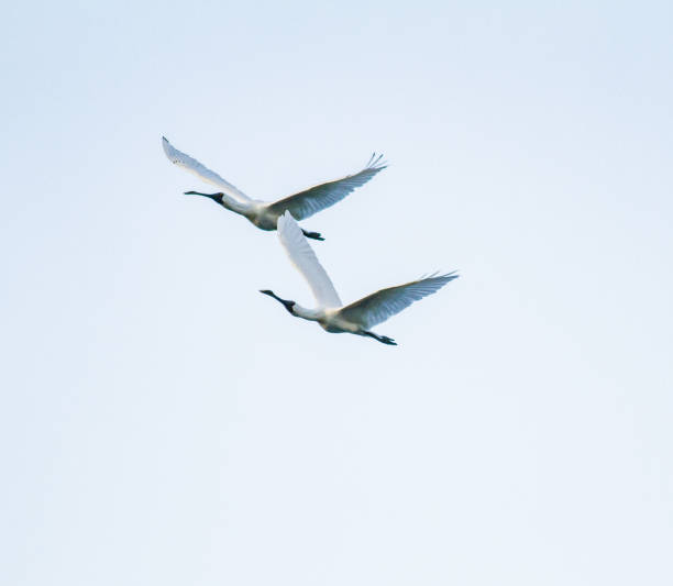 istock Pair of royal spoonbill birds in flight 873813468
