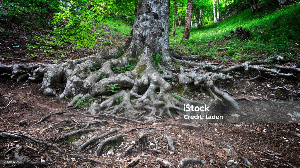 tree roots tree roots  in spring green forest Root Stock Photo