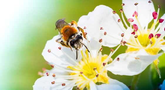 Honey bee on white cherry blossom close-up