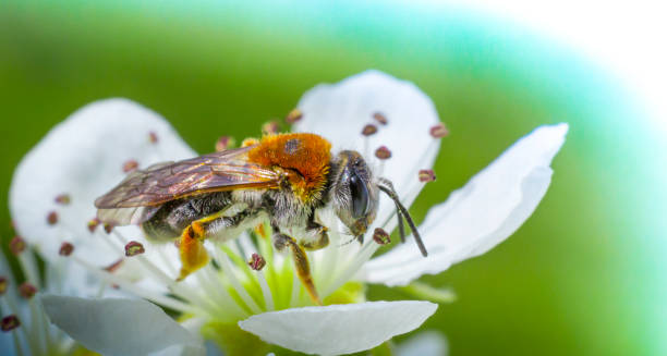 abeille sur fleur de cerisier blanc - 2655 photos et images de collection