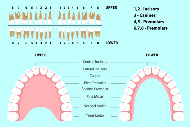 ilustrações de stock, clip art, desenhos animados e ícones de the jaw of a man with teeth. - human teeth dental hygiene anatomy diagram