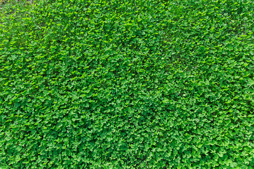 glade clover. green grass natural background.