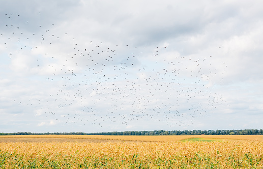 Birds flying above a corn field in autumn