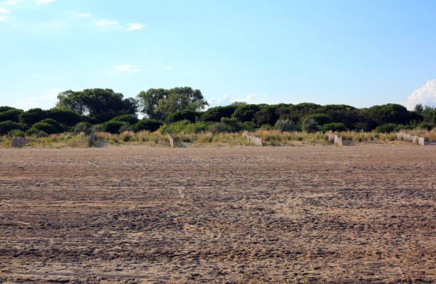 istock Typical Mediterranean vegetation with sand and shrubs called Med 873828644