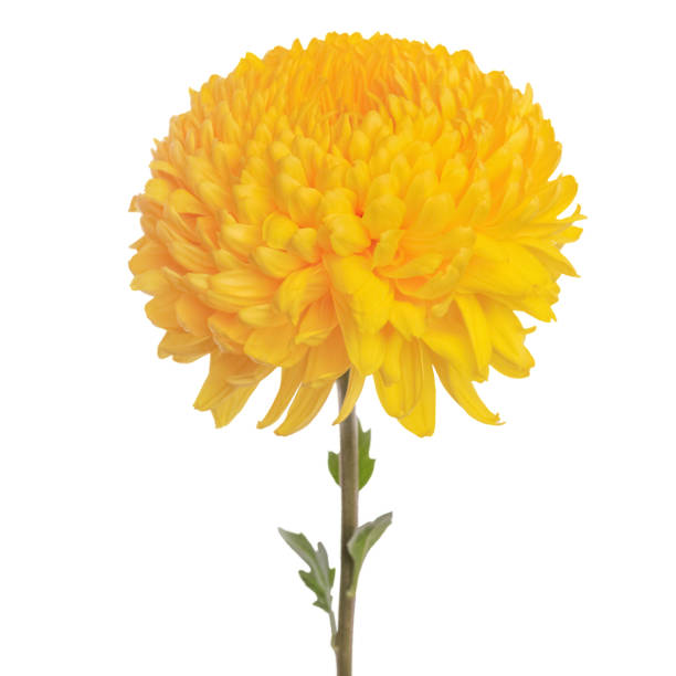 istock flower  yellow  chrysanthemum 873833634