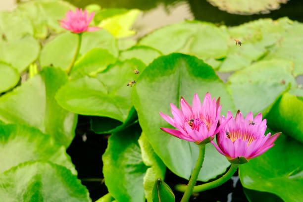istock Blooming pink water Lilly flower in pond 873838874