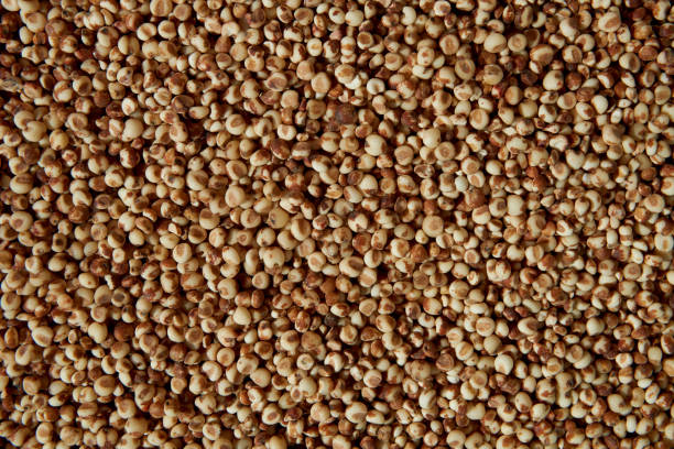 istock Screen full of sorghum. 873841104