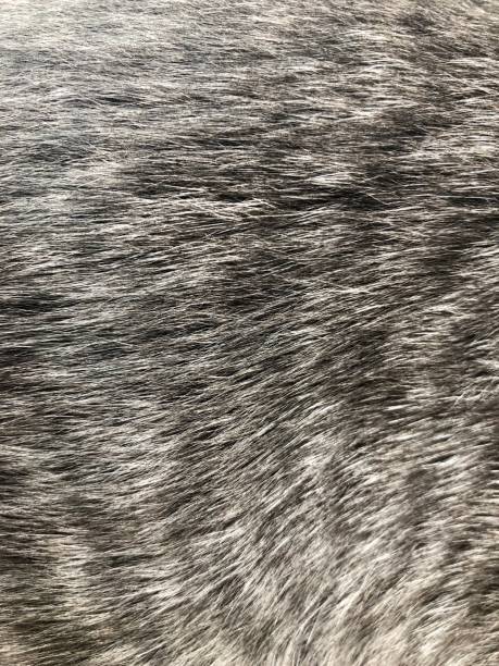 istock Background texture striped cat fur wool close up black and white 873841702