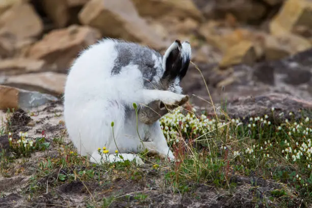 adult arctic hare changing from white winter fur to gray summer coat
