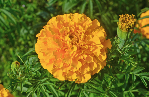 Marigold in the garden. Marigolds flower with sun light. Yellow Marigolds flower