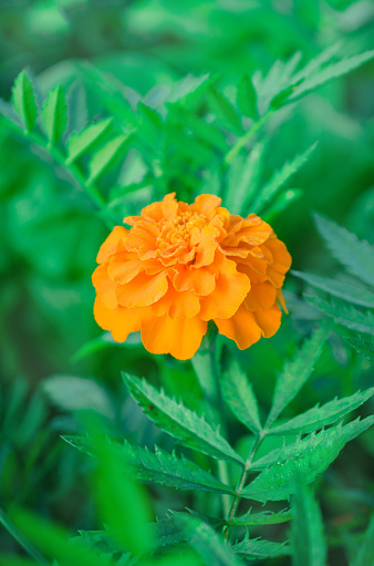 Marigold in the garden. Marigolds flower with sun light. Yellow Marigolds flower