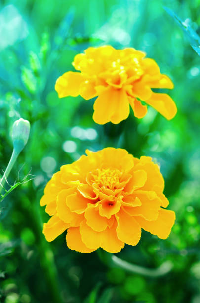 Marigold in the garden.Tagetes erecta or Mexican marigold. Marigolds flower with sun light
