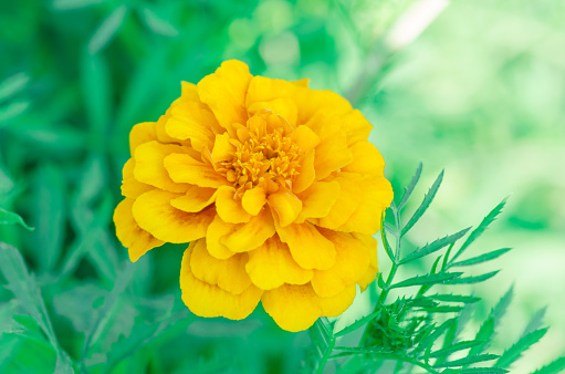 Marigold in the garden.Tagetes erecta or Mexican marigold. Marigolds flower with sun light