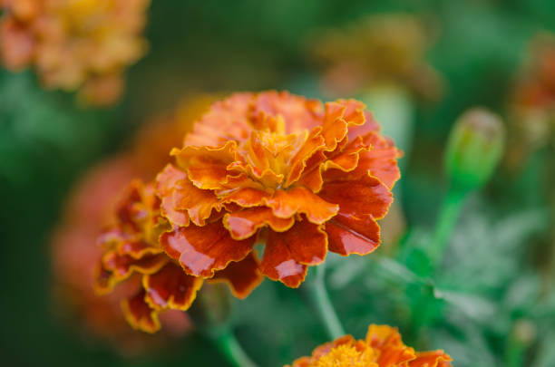 istock Marigold with water drops after the rain. 873848848