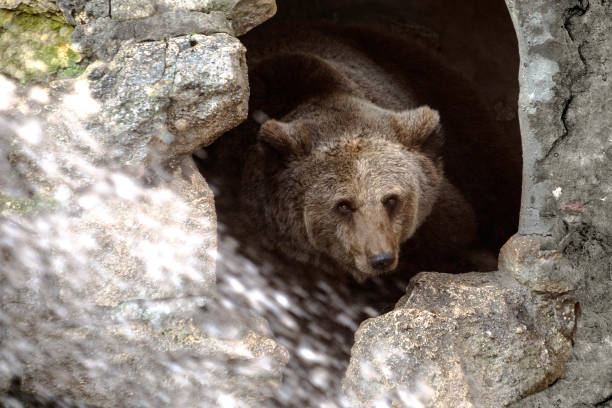 пещерный медведь - cave bear стоковые фото и изображения