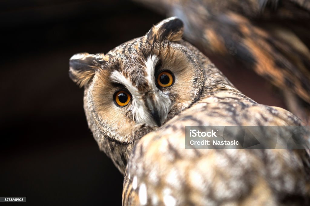 Owl Owl looking at camera Owl Stock Photo