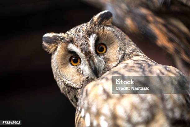 Owl Stock Photo - Download Image Now - Owl, Night, Wisdom