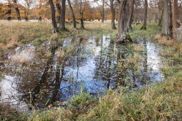 istock Forest lake in autumn 873849264