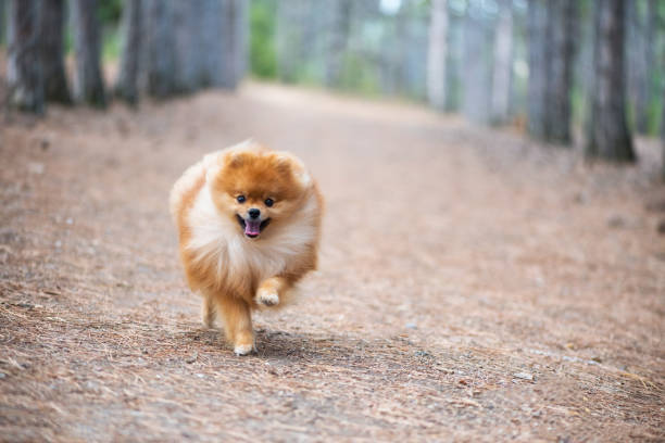 istock A beautiful fluffy puppy runs through a coniferous forest, Pomeranian spitz 873850264