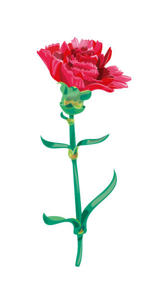 istock Vector illustration with red carnation schabaud flower single, green stem, leaves on white background for Mother's Day, victory day, digital draw, vintage 873852792