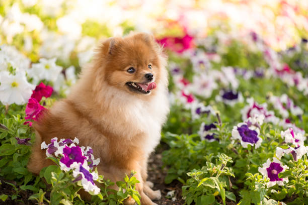 Beautiful puppy Spitz sitting happy among the flowers of Petunia. Beautiful puppy Spitz sitting happy among the flowers of Petunia. spitz type dog stock pictures, royalty-free photos & images