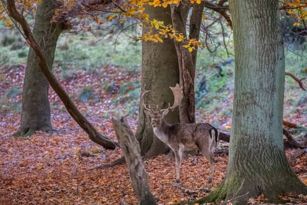 istock Male fallow deer in a deer park 873853776