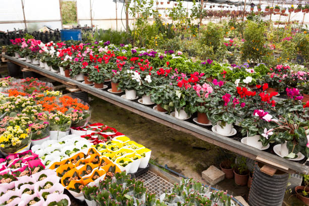 istock Baby plants in a greenhouse 873853834