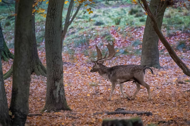 istock Male fallow deer in a deer park 873853964
