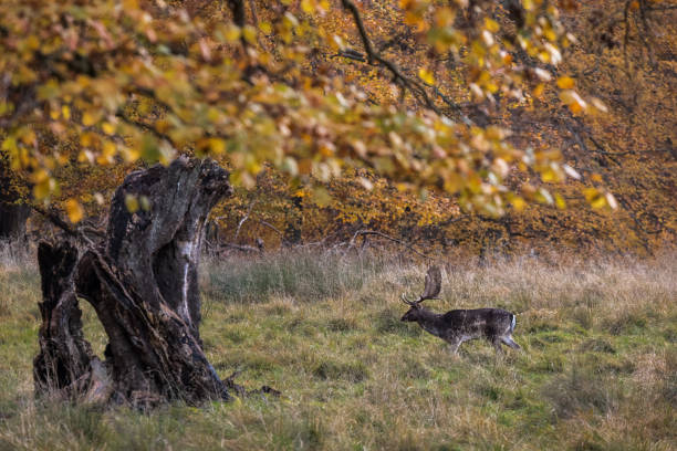 istock Male fallow deer in a deer park 873854010