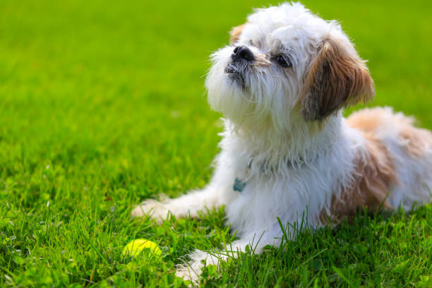 istock Cute Little Shih Tzu Dog lying on the grass. 873854308