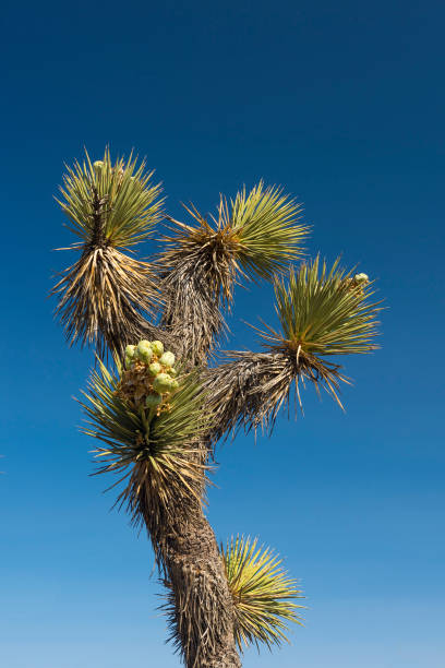 Many Joshua trees (yucca brevifolia) growing in the californian desert, USA. Photo taken against a blue sky
